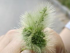-五龙城郊森林公园
