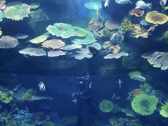-暹罗海洋世界
