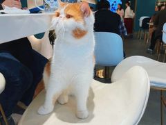 -飞行喵MR PILOT|猫舍·猫咖(静安大融城店)