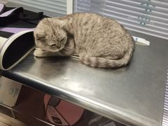 -瑞派福兴宠物医院犬猫全科·骨科·中西医结合(河东店)