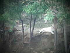 -石家庄市动物园