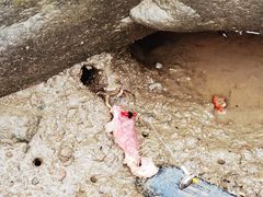 -上海吴淞炮台湾国家湿地公园