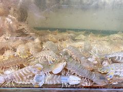 -七星龙虾城·海鲜·大闸蟹(吴江店)