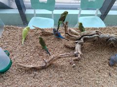 -怪兽屋·羊驼·猫咖·狗咖(俊华广场店)