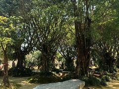 -云南勐巴娜西珍奇园