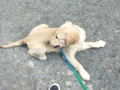 -瑞鹏动物医院宠美康(扬子江路分院)