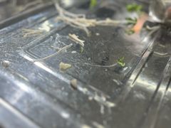 -金鼎雪山牦牛杂火锅(理县总店)