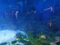 -烟台海昌鲸鲨海洋公园