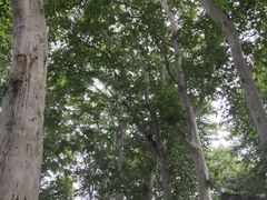 -武汉大学-樱园