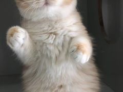 -东方名猫馆·英短金渐层布偶猫舍(环线广场1号楼店)