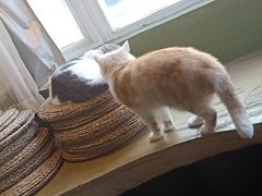 -猫猫幼稚园·撸猫·桌游·电玩