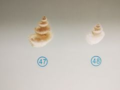 -青岛贝壳博物馆