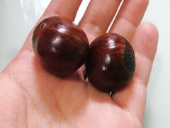 -傻二炒货龙虾(李沧旗舰店)