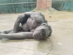 -石家庄市动物园