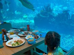 -海棠湾洲际-涛·海底餐厅·美人鱼·自助餐·海底隧道