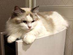 -凯瑞希宠物医院·狂犬免疫·微创·皮肤科