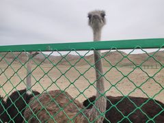 -新疆天山野生动物园