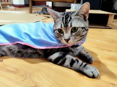 -猫大福·Fortune Cat猫舍(百子湾店)