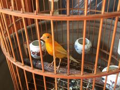 -中环花鸟鱼虫市场