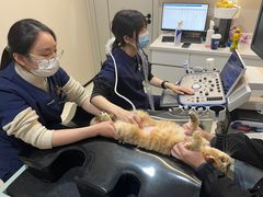 -御宝贝24h宠物医院·转诊中心·CT核磁血透中心(厦门总院)