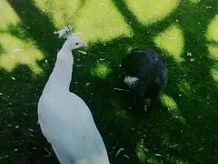 -昆明动物园