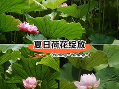 -龙头寺公园
