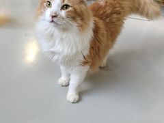 -豆逗聊愈猫阁Easy Life