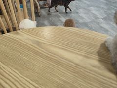 -楼上猫咖(罗湖店)