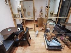 -猫色咖啡·猫咖