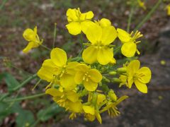 -白塘生态植物园