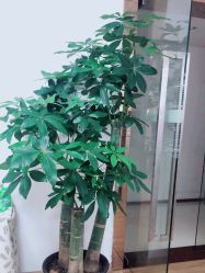 -BAE美甲美睫工作室