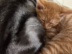 -天宠宠物医院24小时·急重症诊疗中心·全科·腔镜特色(和平分院)