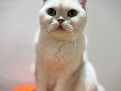-1013 PET SHOP精品宠物商店(丁香店)
