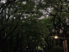 -嘉定紫藤园