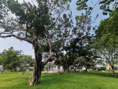 -洲头咀公园
