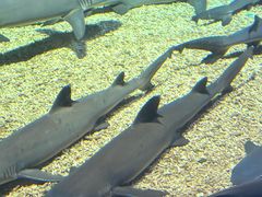 -烟台海昌鲸鲨海洋公园