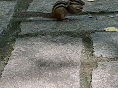 -五营红松林海景区