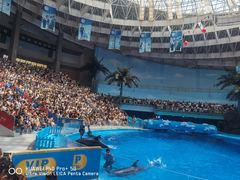 -海合安成都极地海洋公园