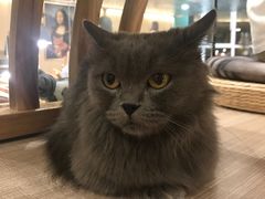 -飞行喵MR PILOT|猫舍·猫咖(静安大融城店)