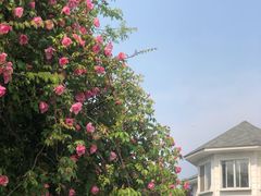 -鹅湖玫瑰文化园