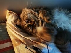 -艾贝尔宠物诊疗