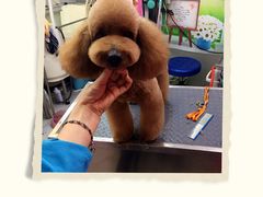 -爱宠屋pet shop·宠物洗澡·宠物美容