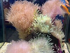 -太平洋海底世界