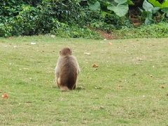 -海南热带野生动植物园
