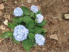 -苍山感通索道