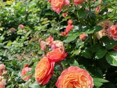 -人民公园(罗湖区)