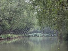 -大湾区中央湿地公园