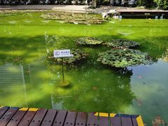 -静安公园(静安寺街道)