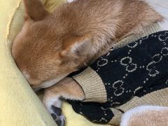 -逗柴咖啡屋·狗咖猫咖宠物桌游