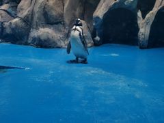 -青岛海底世界-水族馆